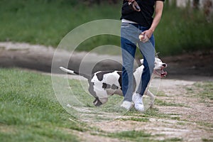White and Black Pit bull Dog Playing and Running with his Owner Outside