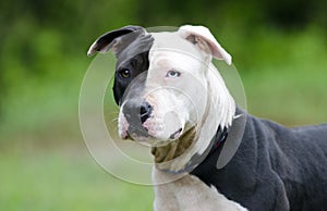 White and Black Pitbull dog with blue eye, pet rescue adoption photography