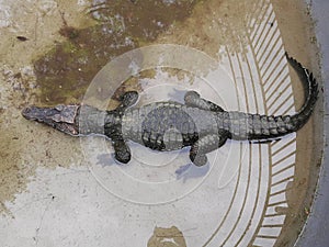 White and black pony horse in a cattle. pony with girl in farm.crocodile in the water. alligator in the everglades