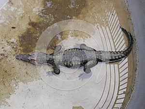 White and black pony horse in a cattle. pony with girl in farm.crocodile in the water. alligator in the everglades