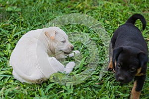 White and black puppies play happily on the grass.