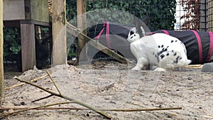 White and black rabbits in rabbit hutch play and eating