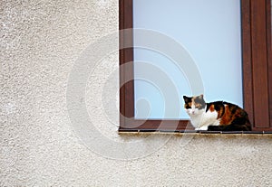 White black red cat in window outdoor