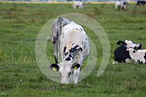 White, black and red Holstein Frysian cow on a meadow