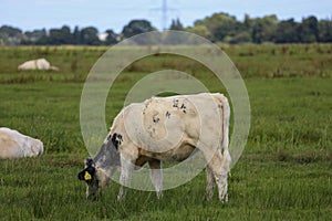 White, black and red Holstein Frysian cow on a meadow