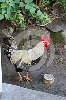 White and black rooster in St. George's Grenada