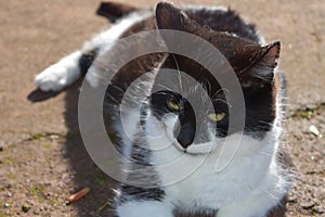 White and Black Short Haired Cat Resting in the Sunshine