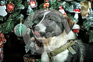 White with black six-month puppy crossbreed