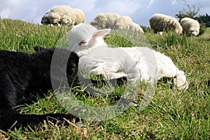 White and black sleeping lambs.