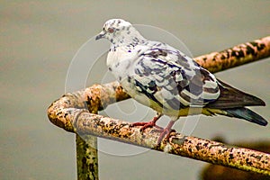 A white and black speckled pigeon rock dove