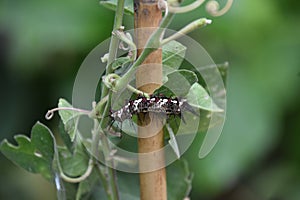 White and Black Spikey Caterpillar on a Plant