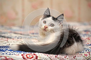 White with black spots  fluffy kitten