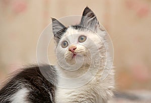 White with black spots  fluffy kitten