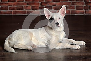 White black spots puppy