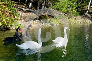 white and black swans in a beautiful lake