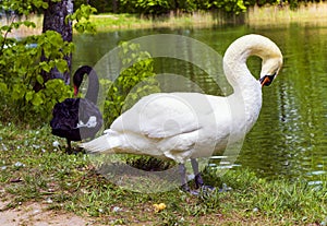 White and black swans clean their feathers with their beaks