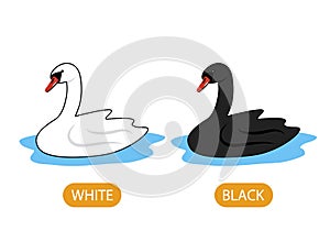White and black swans. the concept of teaching children the opposite adjective and the colors White and Black photo