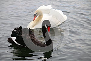 White & black Swans