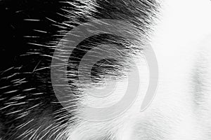 White and black texture of cat fur abstract animal skin background