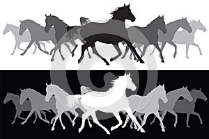 White and black Trotting horses silhouette background