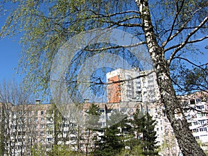 White and black trunk and branches of a birch with green leaves near a high-rise building.