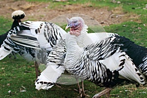 White-black turkey birds