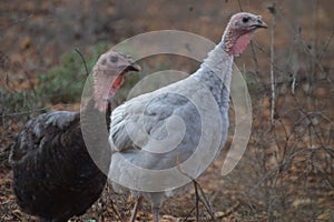 White and black turkeys, Meleagris gallapovo