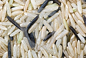 White and black uncultivated rice (macro) photo