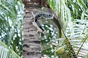 White and Black Variegated Tree Squirrel