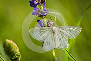 White black-veined moth in a meadow