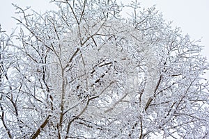 White and black winter tree