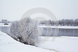 White and black winter tree