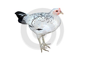 White and black young chicken isolated on white (Die cutting)