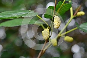 White blackberries on the branches of a mulberry tree photo