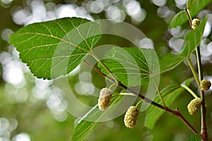 White blackberries on the branches of a mulberry tree photo