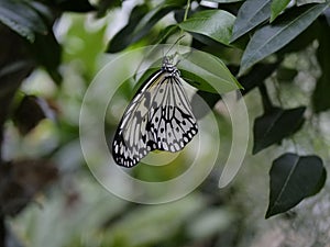 White and Blackbutterfly