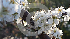 White Blackthorn Blossem Branch photo