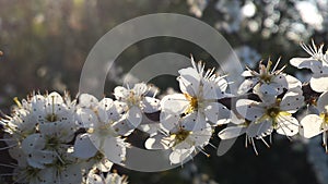 White Blackthorn Blossem Branch 3 photo