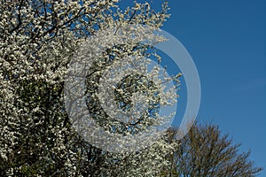 White Blackthorn blossom against a clear blue sky