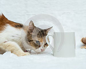 A white blank coffee mug featuring a cat snuffing the handle of the mug on the white background