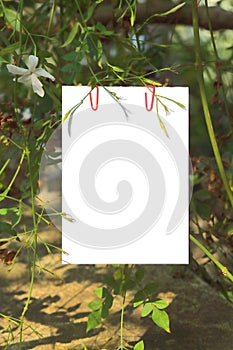 White blank notepad paper and clip in garden