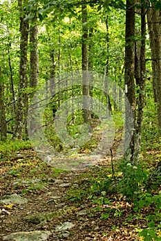 White Blaze on the Appalachian Trail photo