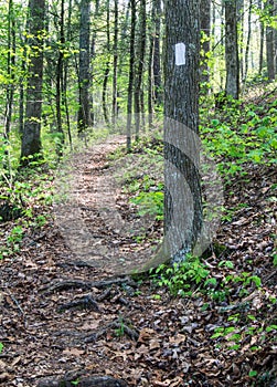 White Blaze on the Appalachian Trail