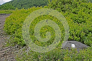 The white blaze of the Appalachian Trail crosses Roan Mountain.