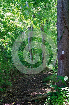 White Blaze on the Appalachian Trail photo