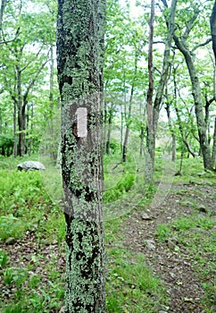 A white blaze trail marker on a tree along the Appalachian Trail in the Shenandoah National Park, Virginia