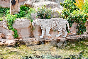 White Bleached Bengal tiger in Loro Park, Tenerife, Spain photo