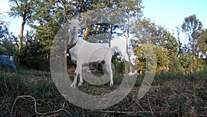 White bleating goatling on chain at the pasture. Ukraine, Podillya, Khmelnytskyi