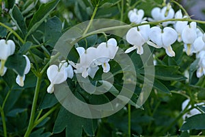 White Bleeding Heart Alba Lamprocapnos Spectabilis horizontal