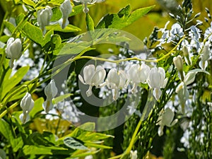 White bleeding heart Dicentra spectabilis `Alba` with divided, light green foliage and arching sprays of pure white, heart-